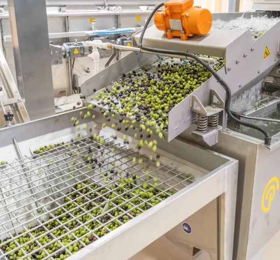 Zeytinyağı Sıkım Süreci 2