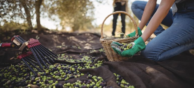 Zeytinyağı ile Sağlıklı Yaşamın Kapılarını Aralayın